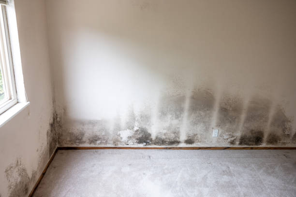 Best Forensic Mold Investigation  in French Mp, CA
